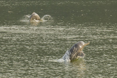 dolphin